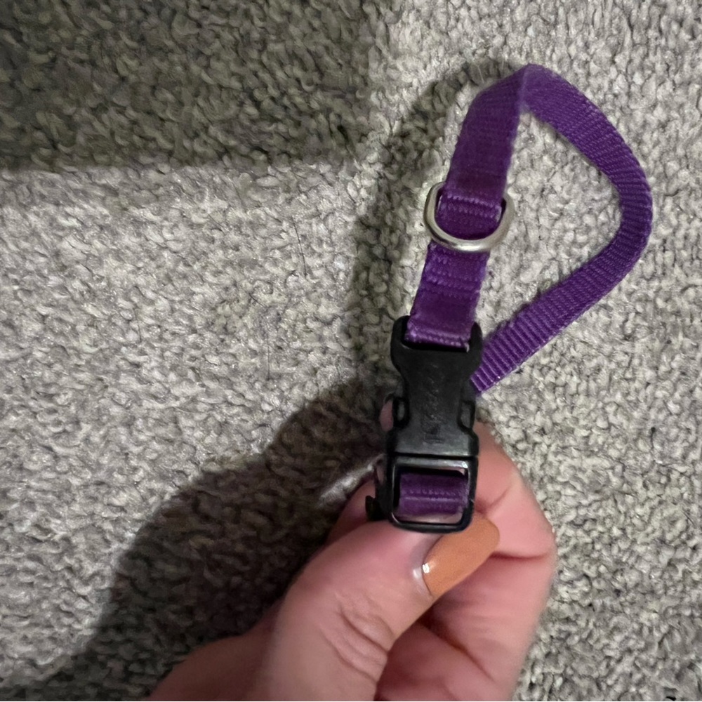 Purple Dog Leash and Collar Set